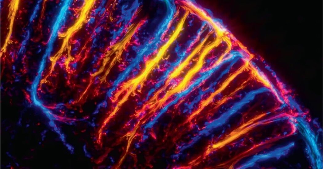 8 Stunning New Images From Neuroscience