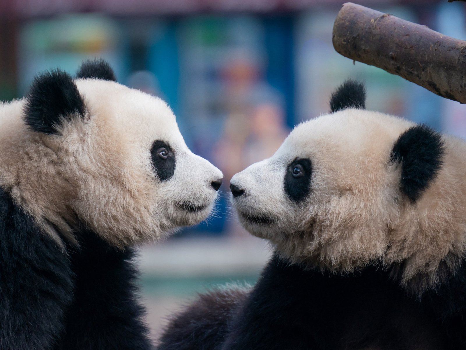 China looks for the diplomatic sweet spot between panda and wolf | Politics News