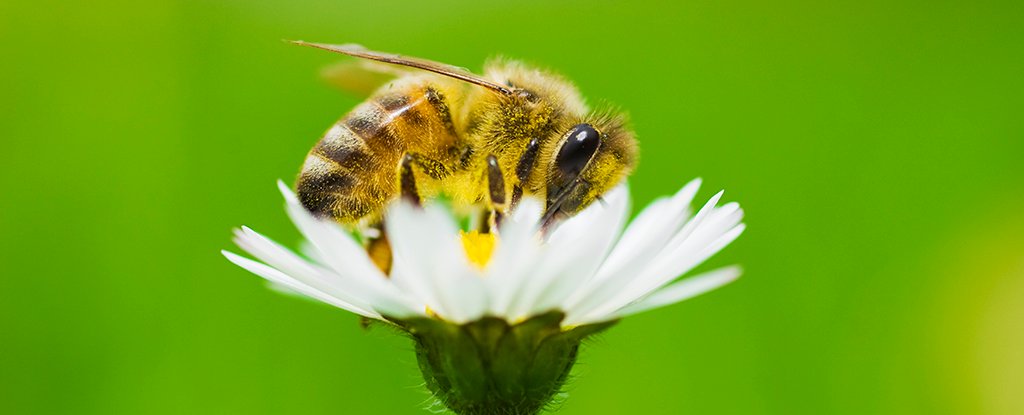 Flowers Are Evolving to Self Pollinate And It Could Be a Big Problem ScienceAlert