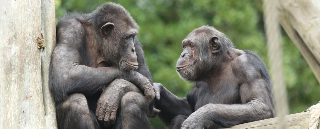 Heartwarming Study Shows Non Human Apes Recognize Friends Even After Decades Apart ScienceAlert
