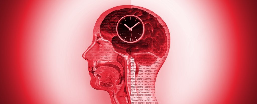 Intermittent Fasting Seems to Result in Dynamic Changes to The Human Brain ScienceAlert