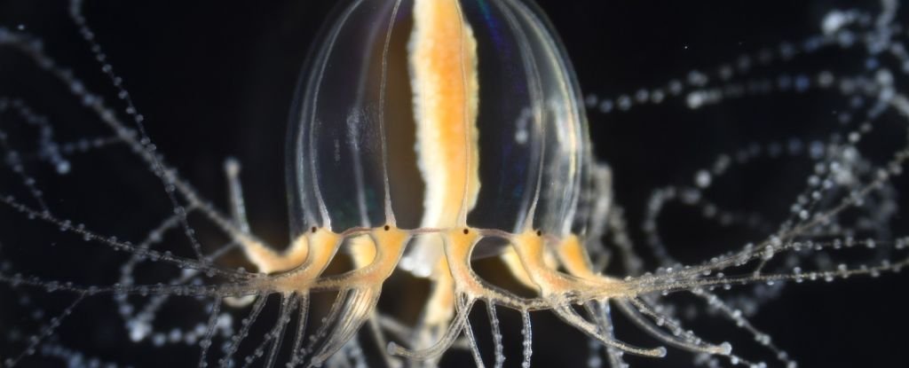 Jellyfish Can Regrow Their Tentacles And We Finally Know How ScienceAlert
