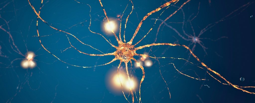 Neurons in The Brain Appear to Follow a Distinct Mathematical Pattern ScienceAlert