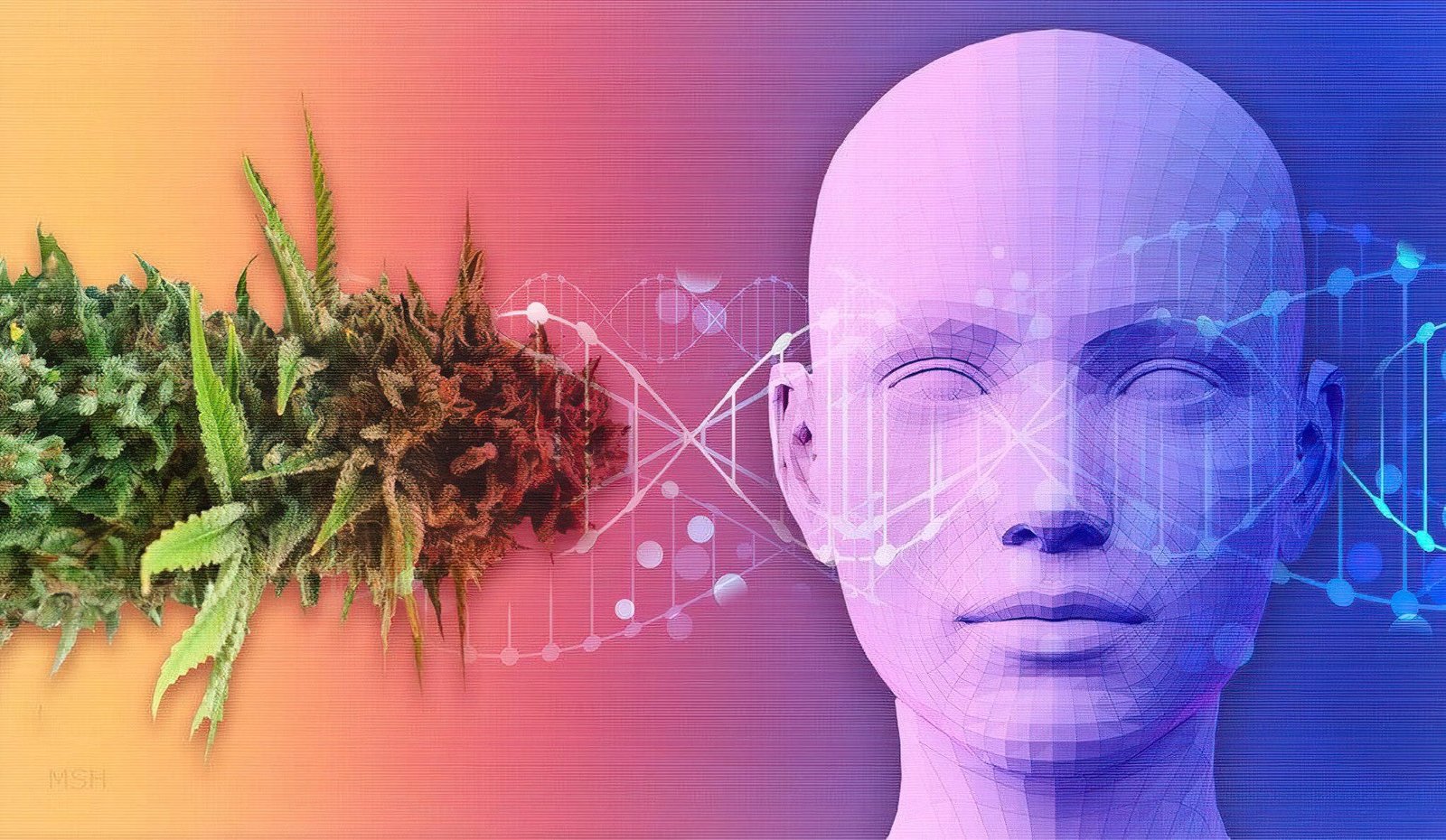 New Study Links Excess Cannabis Use to Numerous Health Problems