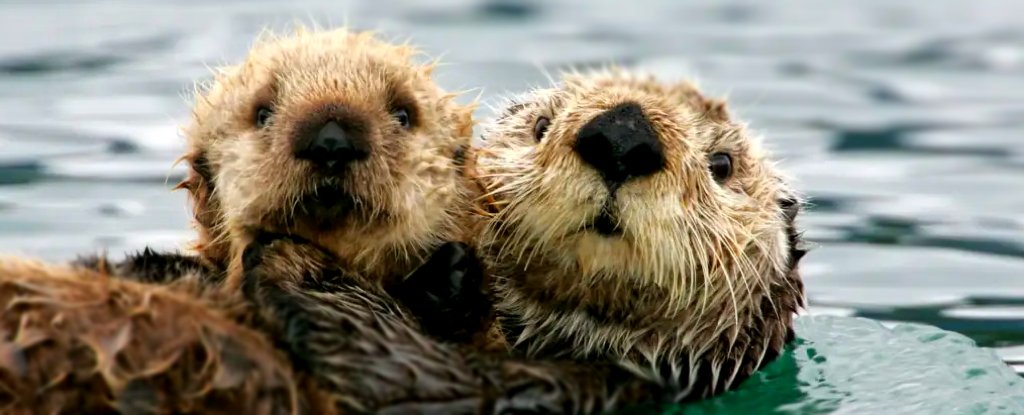 Thriving Otters in North America Linked to Nuclear Weapons Tests. Here’s Why. : ScienceAlert