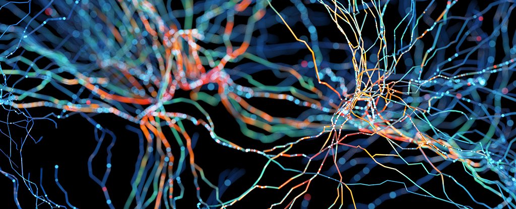 Unique Flow of Information Identified in The Human Brain ScienceAlert
