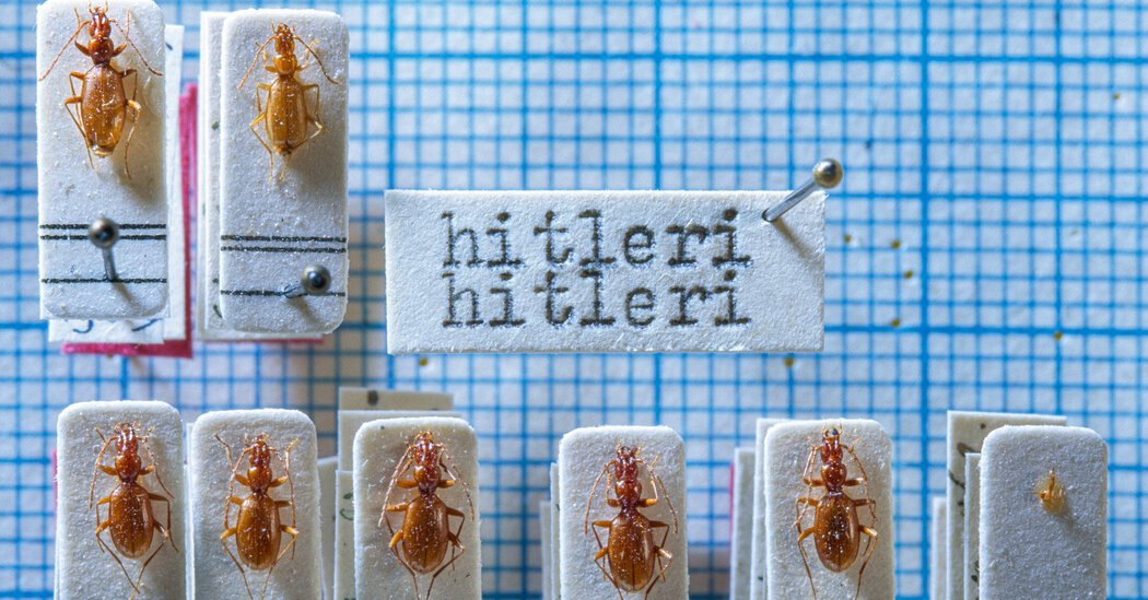 What to Do With a Bug Named Hitler