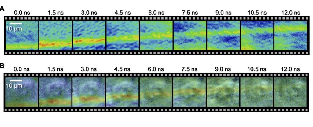 Wild Images Reveal a Shock Wave Traveling Through a Single Cell : ScienceAlert