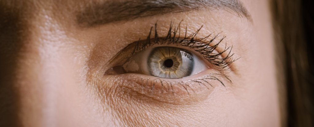 Your Pupils Could Reveal a Hidden Signal About Your Brain Function : ScienceAlert