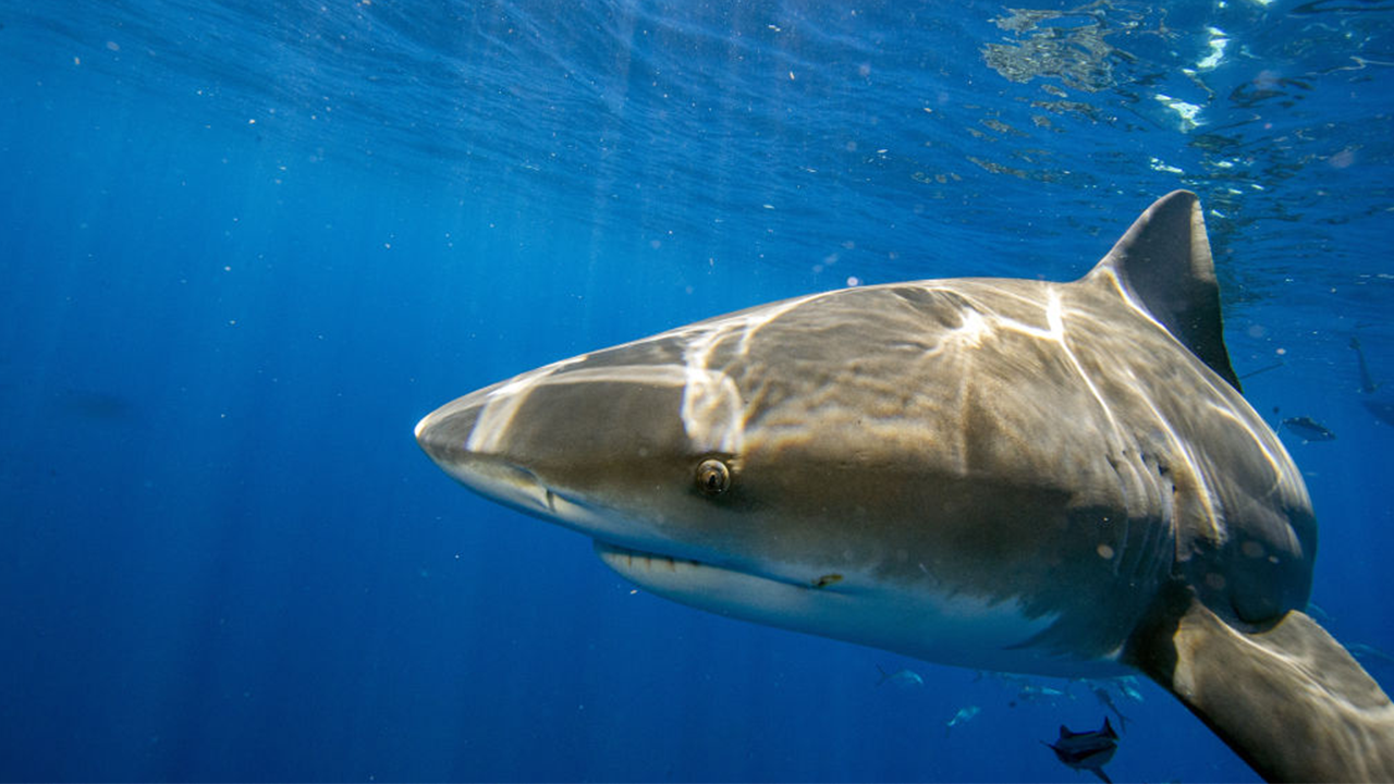 10 year old Maryland boy attacked by shark in Bahamas police
