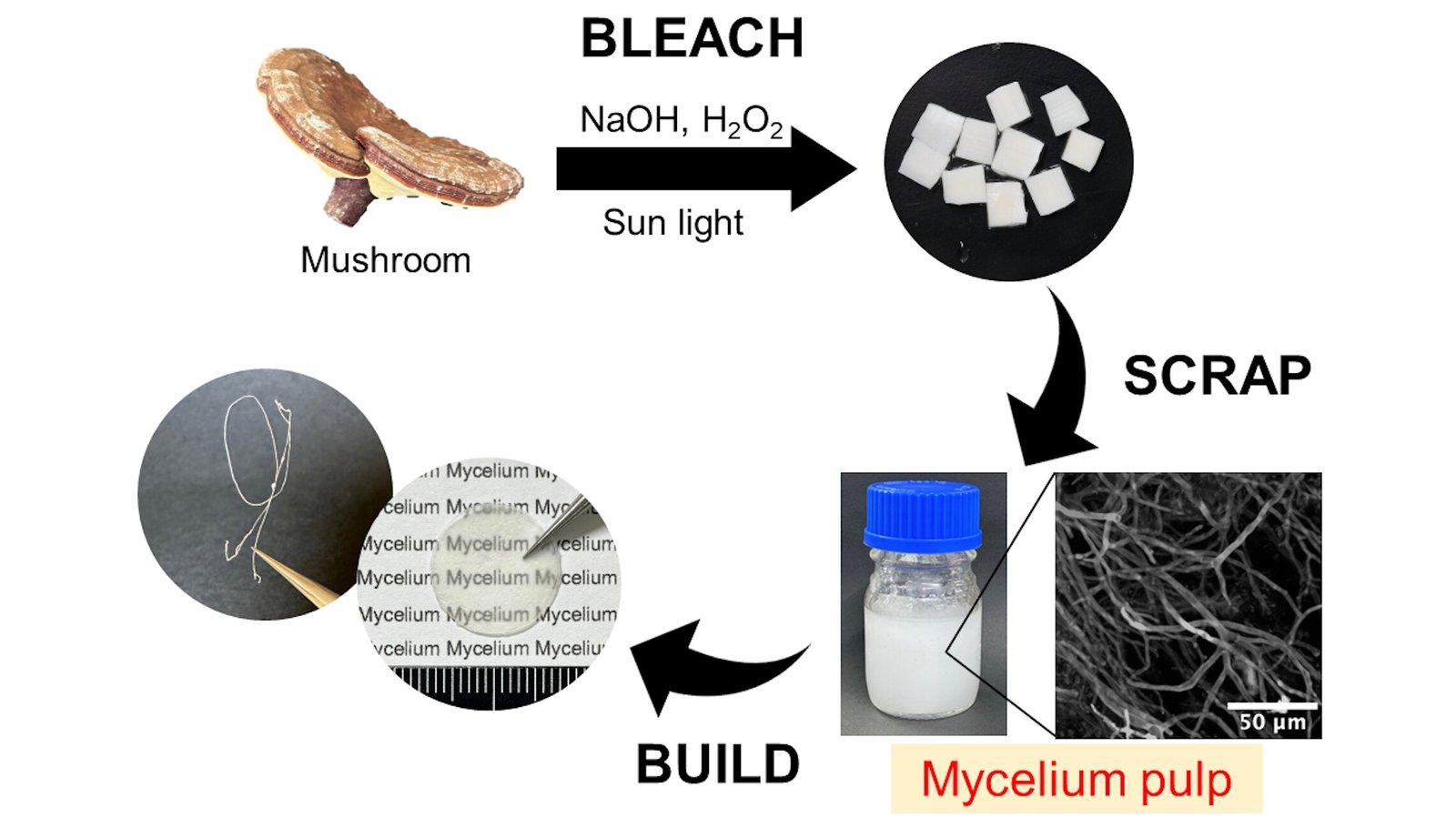 A novel strategy for extracting mycelial fibers for mushroom based materials