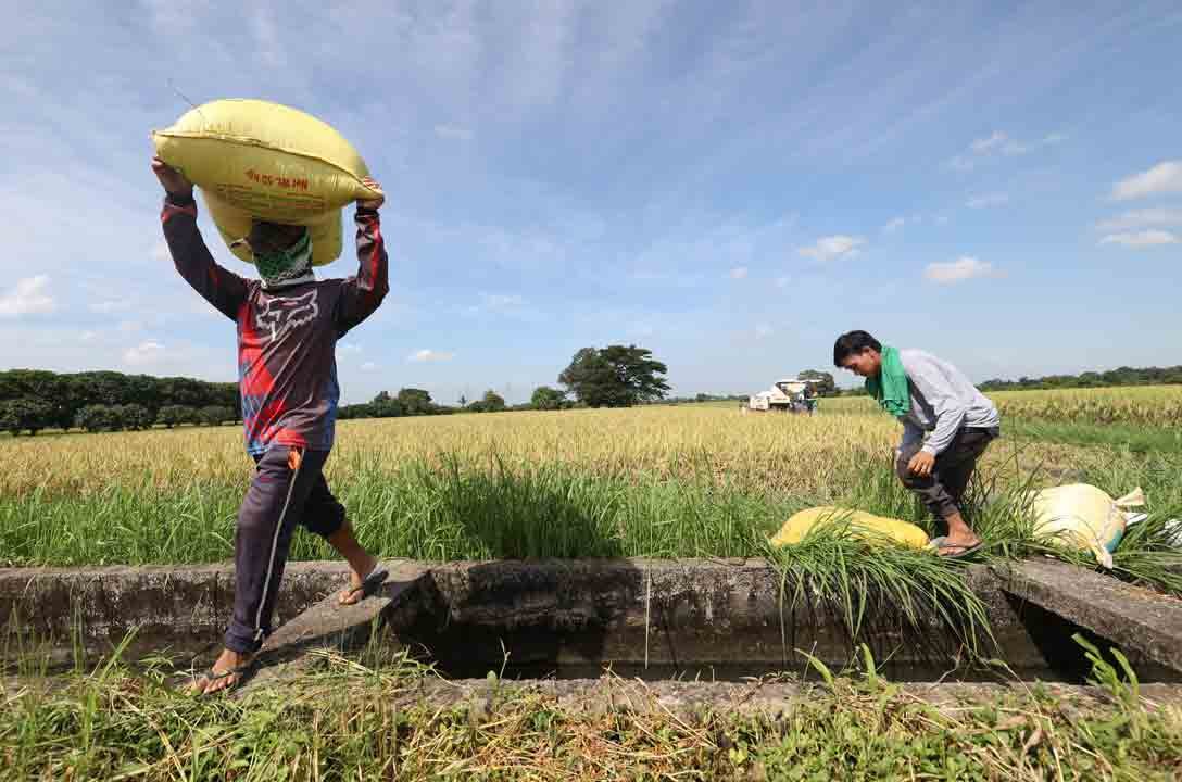 Agricultural output up 04 in 2023