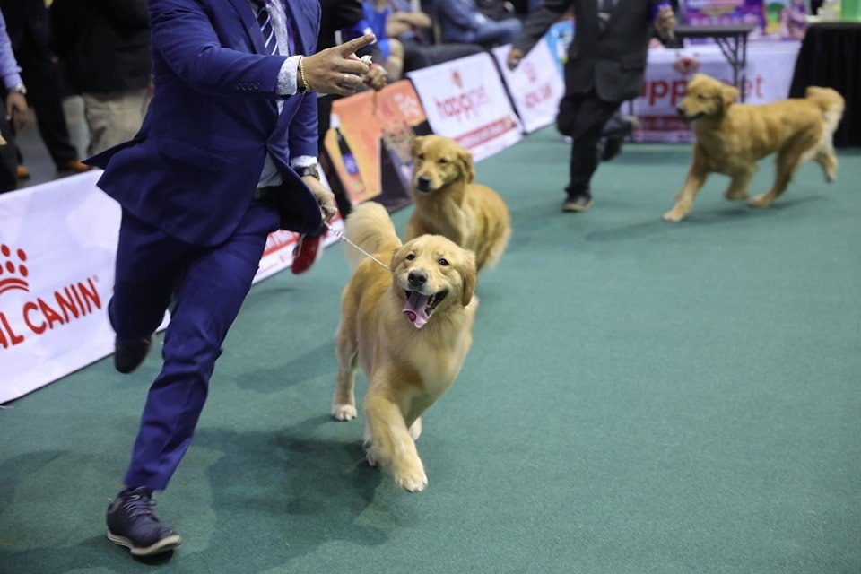 Asias biggest dog show happening at the Big Dome