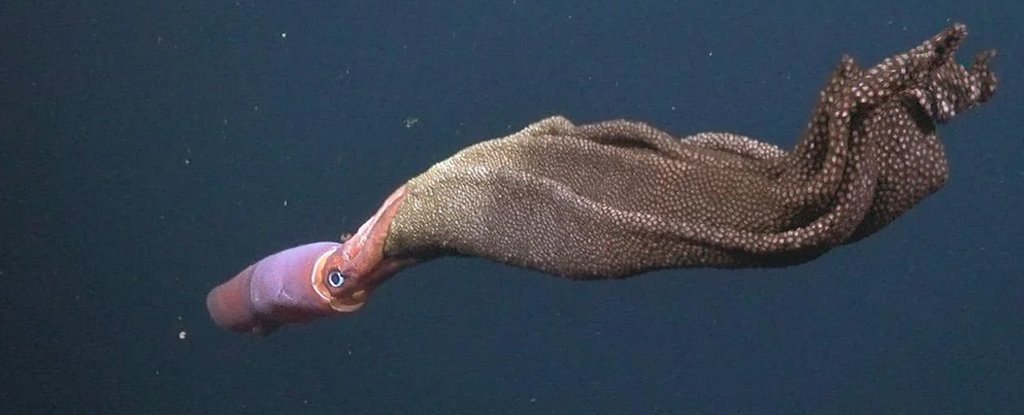 Astonishing Video Gives Rare Glimpse of a Mother Squid’s Ultimate Sacrifice : ScienceAlert
