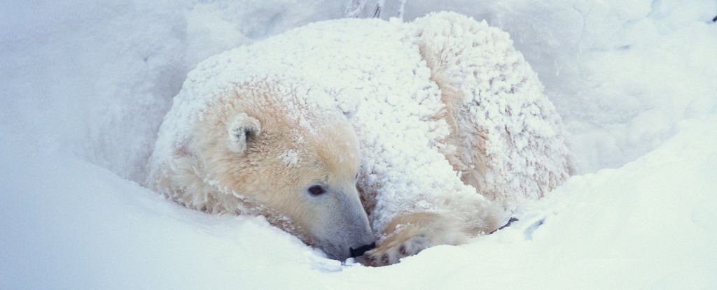 Bird Flu Kills a Polar Bear in a World First Heres What That Means For Us ScienceAlert