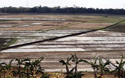 DA to Disburse PHP161M Cash Aid to 32K Rice Farmers in Negros Oriental