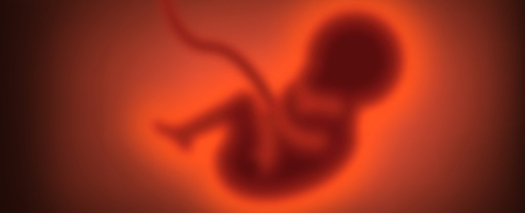 Embryo Development Linked to a 500 Million Year Old Viral Infection ScienceAlert