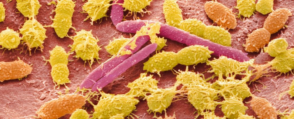 Entirely New Class of Life Has Been Found in The Human Digestive System ScienceAlert