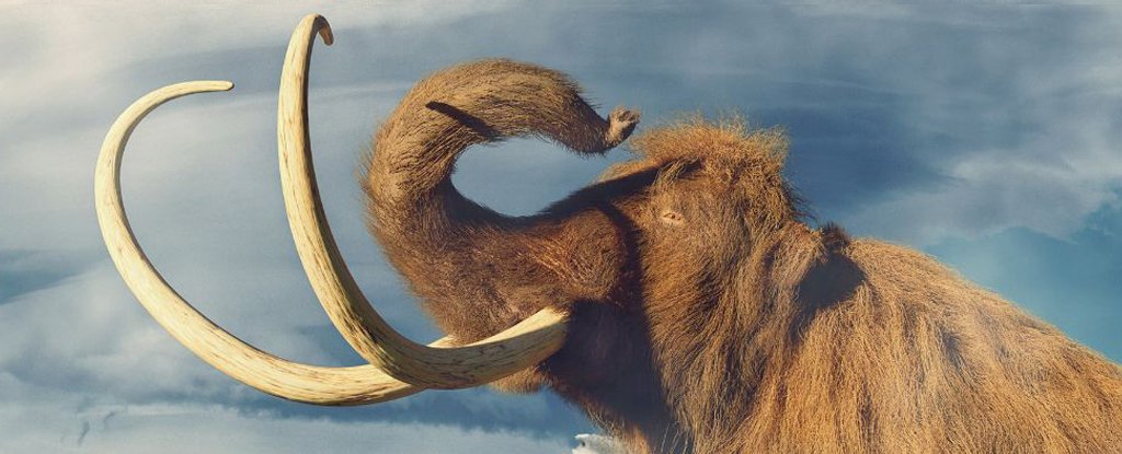 Epic 600-Mile Travels of One Wooly Mammoth May Hold Clues to Their Extinction : ScienceAlert