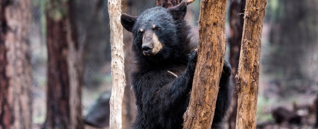 For Some Reason, Bigfoot Sightings Keep Showing Up Around Bear Hangouts : ScienceAlert