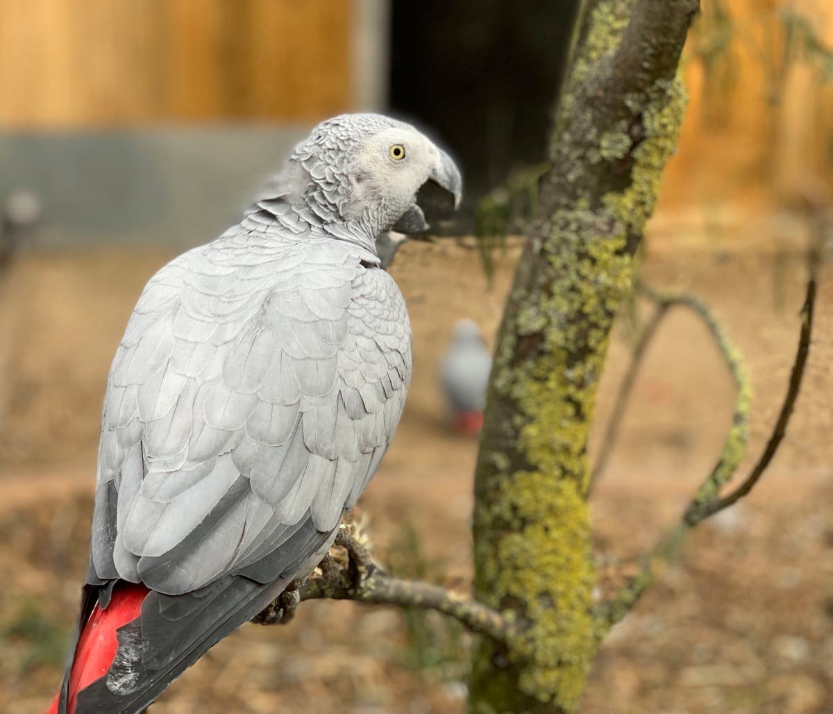 Foul mouthed parrots moved with other birds to curb swearing habit
