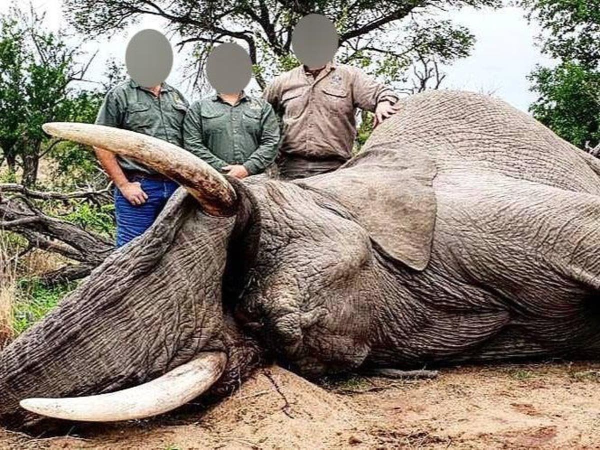 Hundreds of endangered animals killed by British trophy hunters since Sunak promised ban