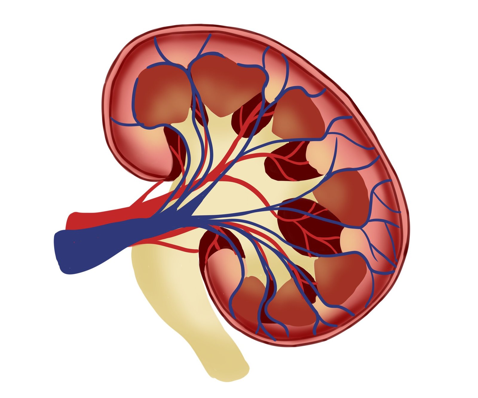 Immunotherapy post surgery found to improve overall survival for kidney cancer