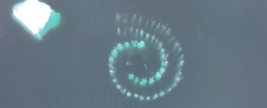Incredible ‘Fibonacci’ Spiral Was Made by a Pair of Ocean Creatures : ScienceAlert
