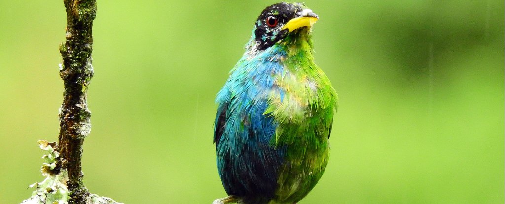 Incredibly Rare Half Male Half Female Bird Caught on Camera ScienceAlert