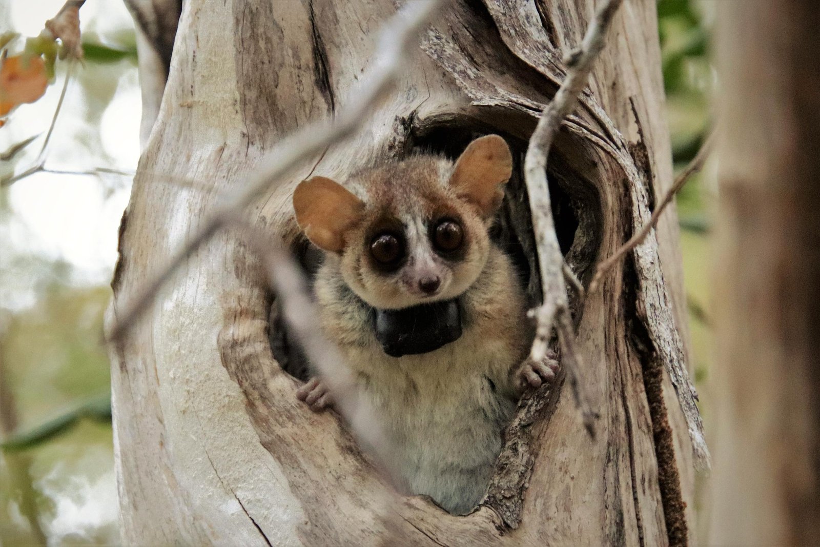 Insights on Intelligence and Lifespan From Mouse Lemurs