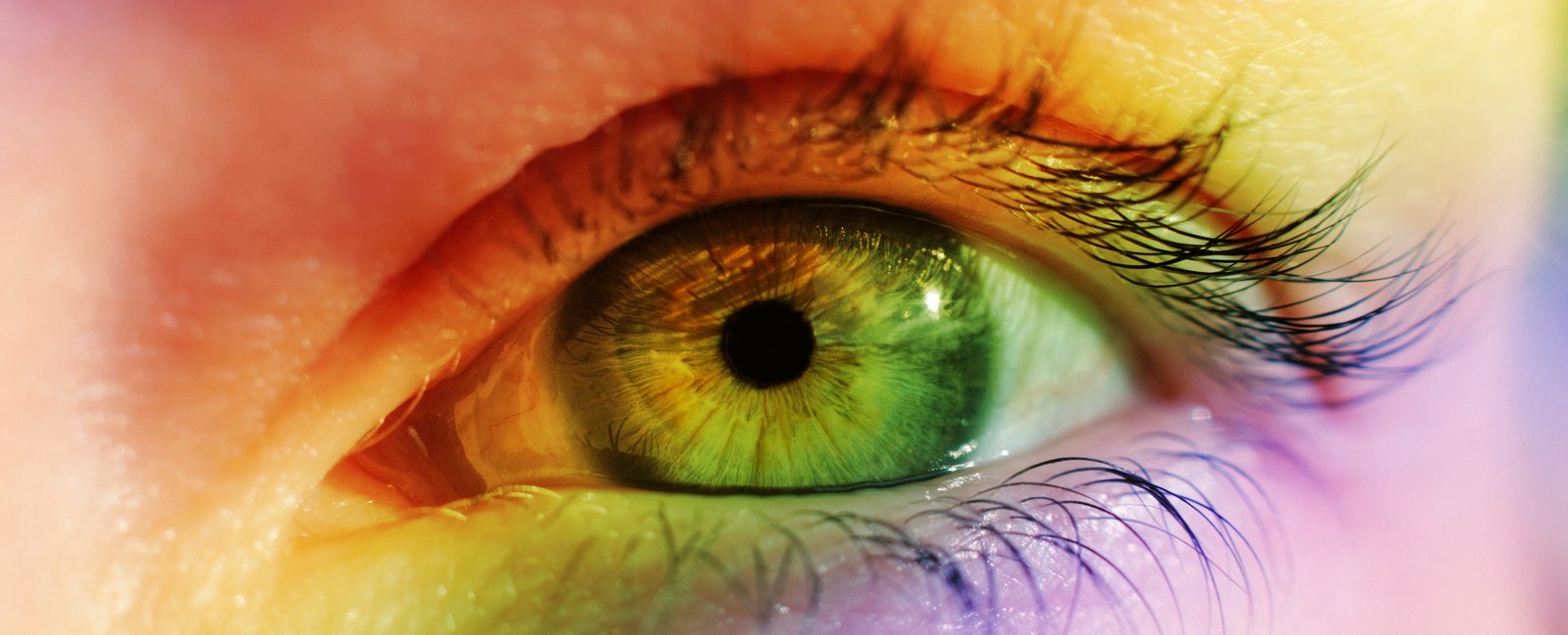 Just One Molecule Allows Us to See Millions More Colors Than Our Pets : ScienceAlert