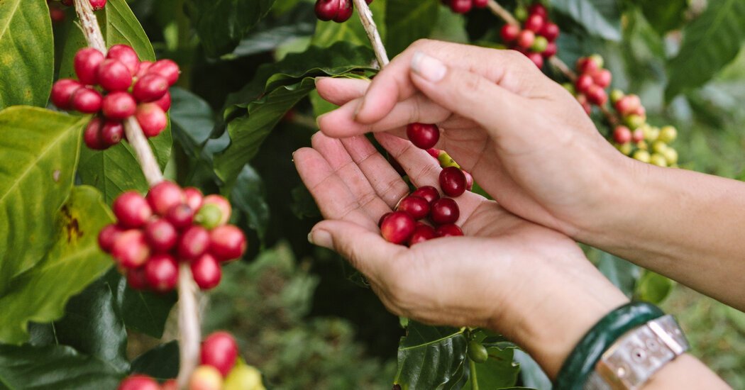 Kona Coffee Lawsuit How Science Helped Farmers Look for Counterfeit Beans