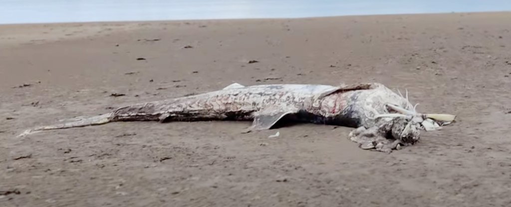 Massive 15 Foot Sea Creature Discovered Washed Up on Beach ScienceAlert