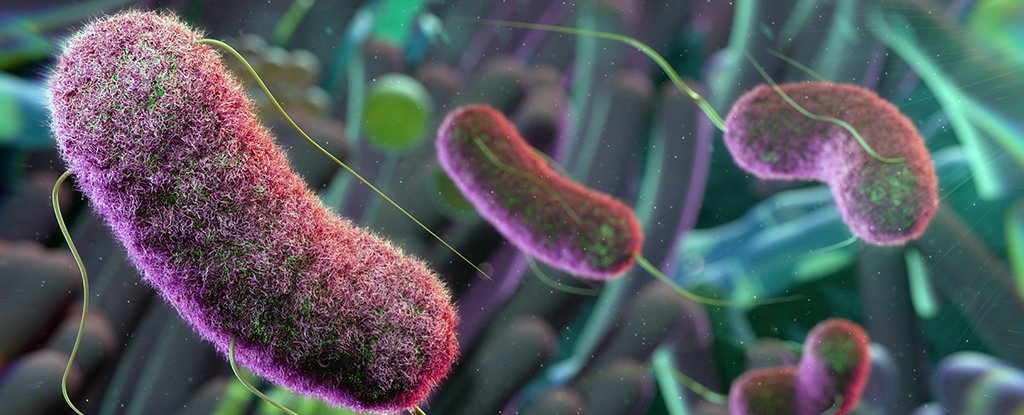 Microbes May Be The Secret Behind Keto Diet’s Protection Against Epileptic Seizures : ScienceAlert