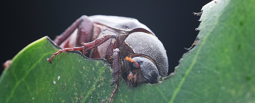 Most Animals Have a 24-Hour Body Clock. This Beetle Breaks All The Rules. : ScienceAlert