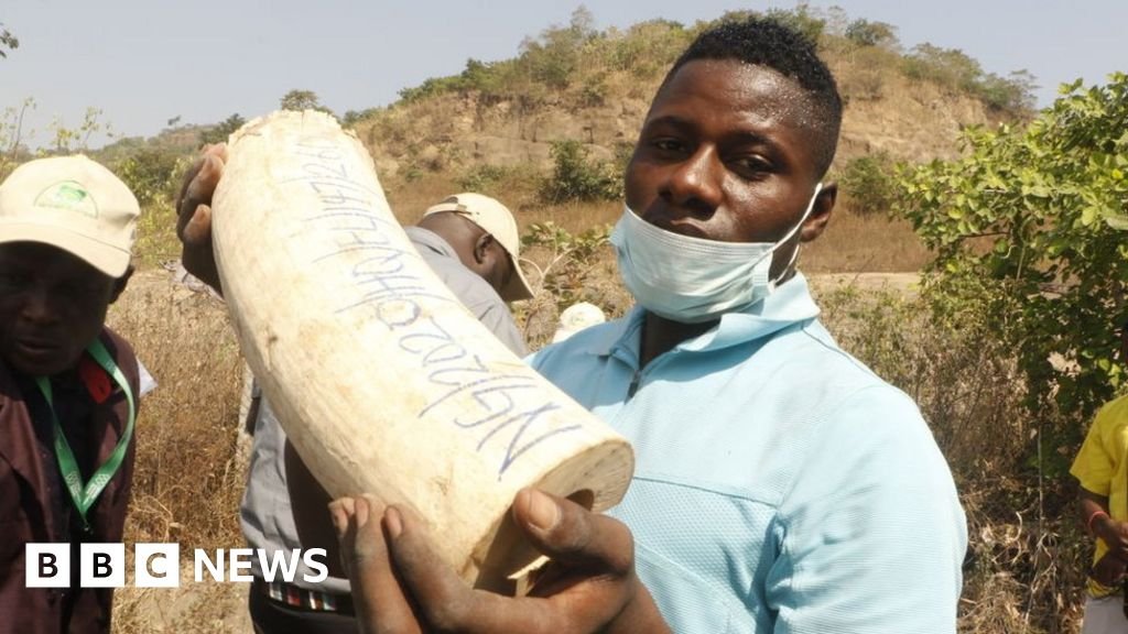 Nigeria ivory: Elephant tusks worth $11m destroyed
