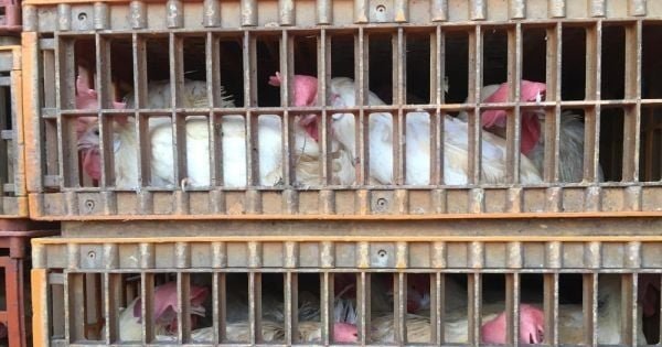PH bans poultry products from California, Ohio