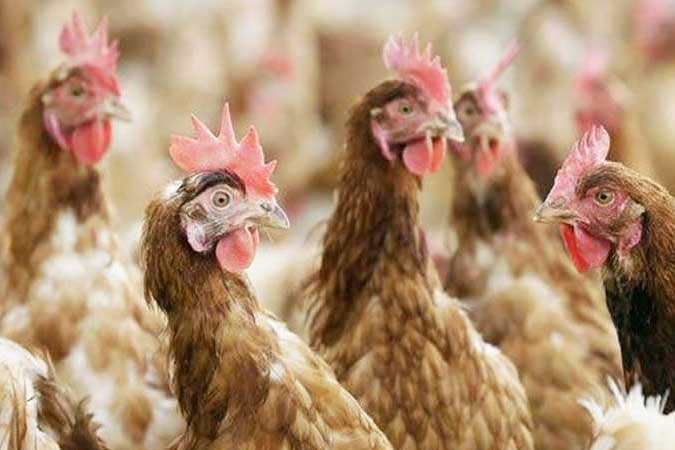 Philippines bans poultry imports from California, Ohio to prevent bird flu spread