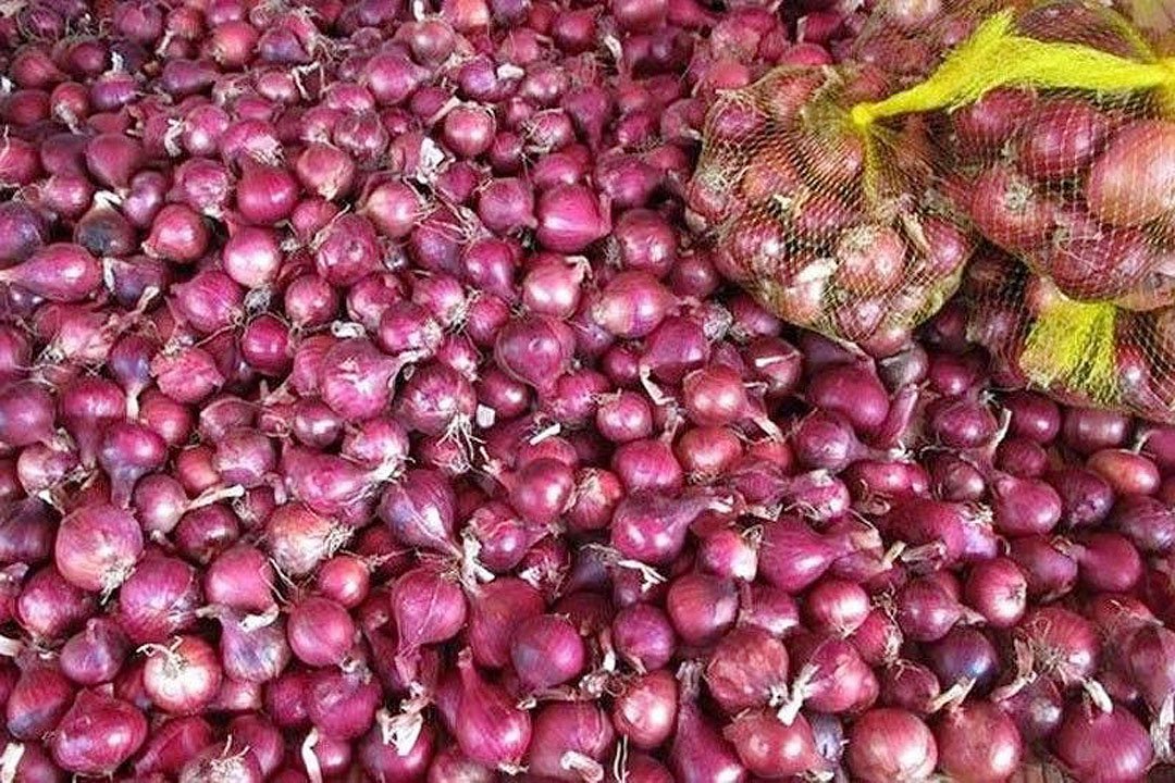 Philippines suspends onion imports BusinessWorld Online