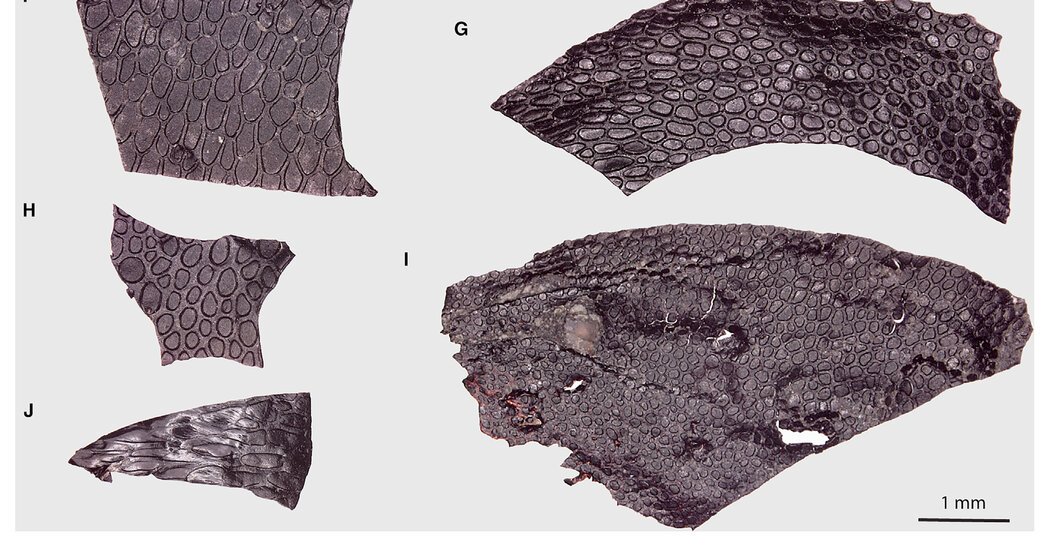 Scaly Fossil Is the Oldest-Known Piece of Skin