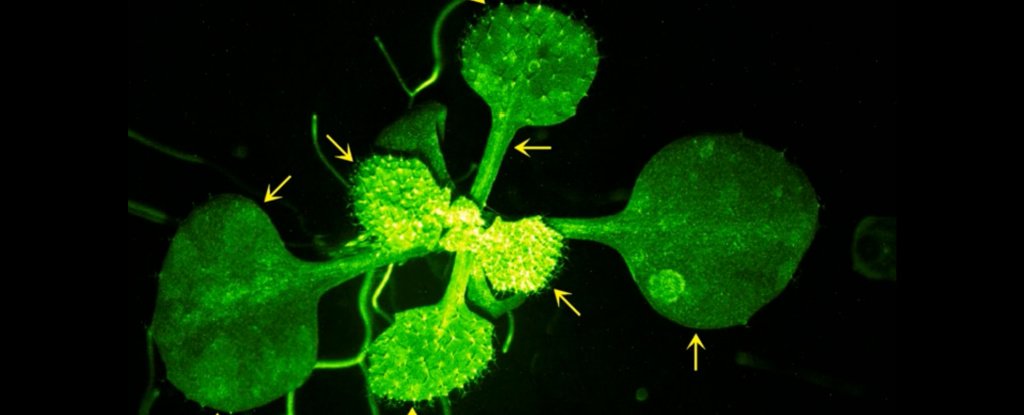 Scientists Film Plant ‘Talking’ to Its Neighbor, And The Footage Is Incredible : ScienceAlert