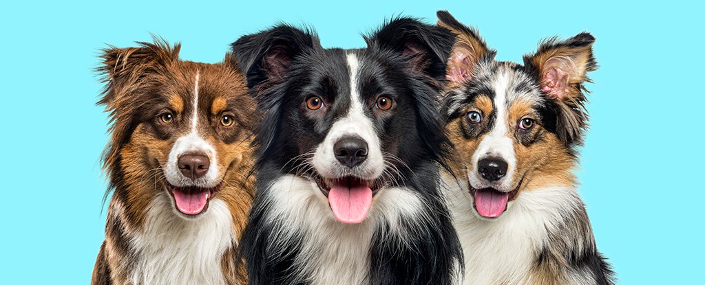 Scientists Identify 1 Vital Thing That Will Help Your Dog Age Well : ScienceAlert