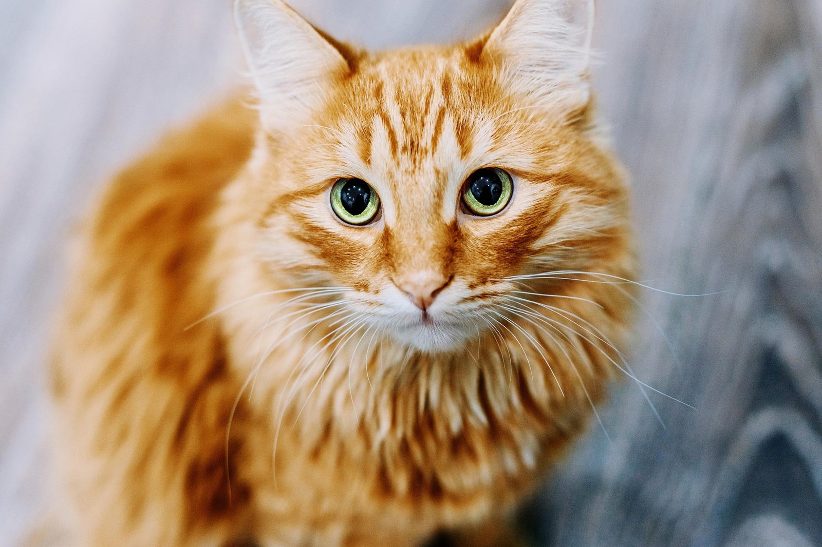 Scientists Reveal New Secrets of Cat Evolution
