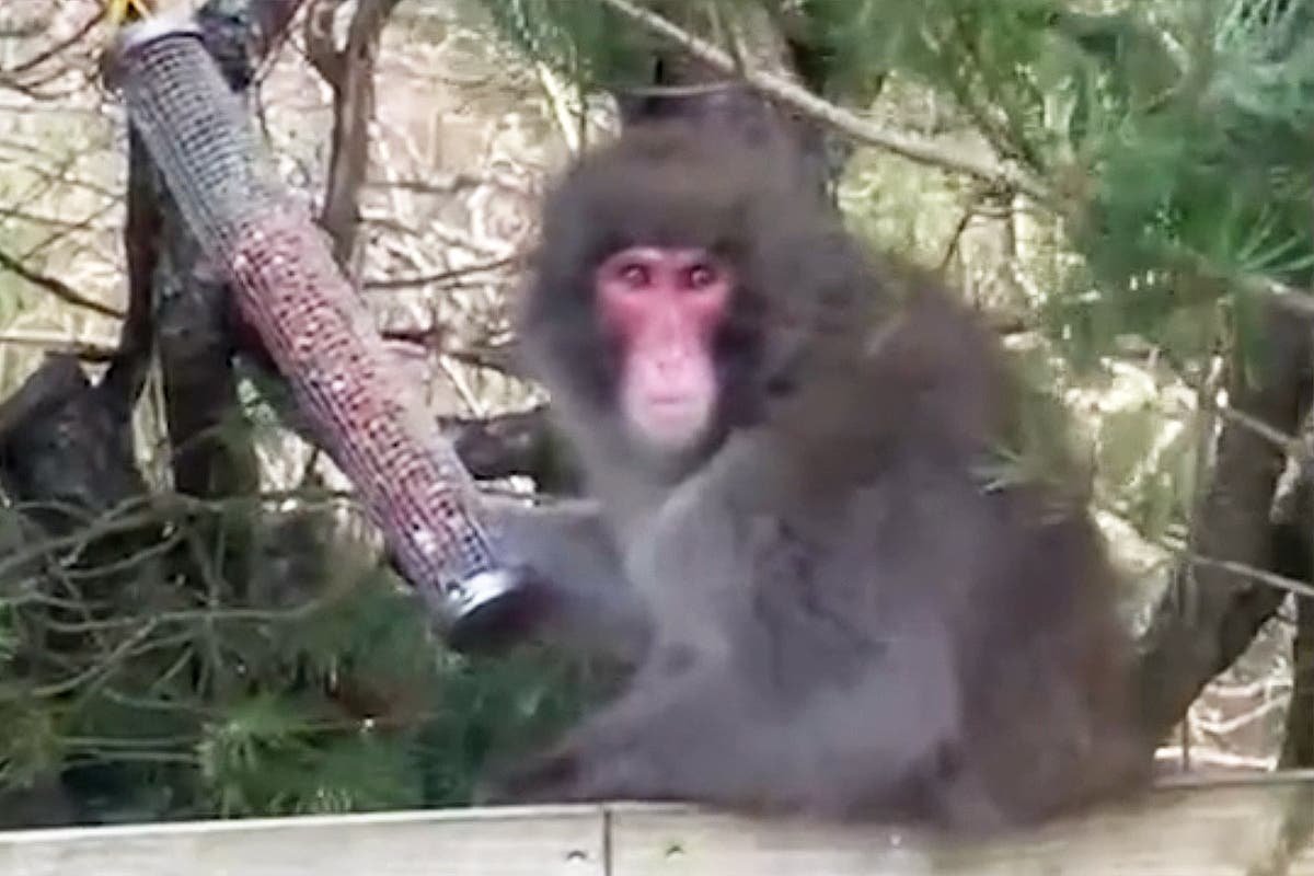 Scotland monkey escape updates Fresh sighting of Japanese macaque monkey