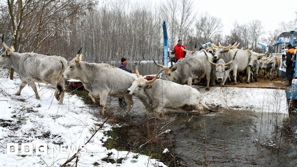 Serbian rescue for livestock trapped on island in Danube