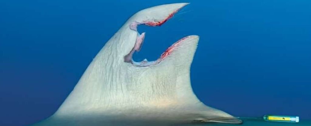 Sharks Torn Fin Seen Regenerated a Year Later in an Incredible First ScienceAlert