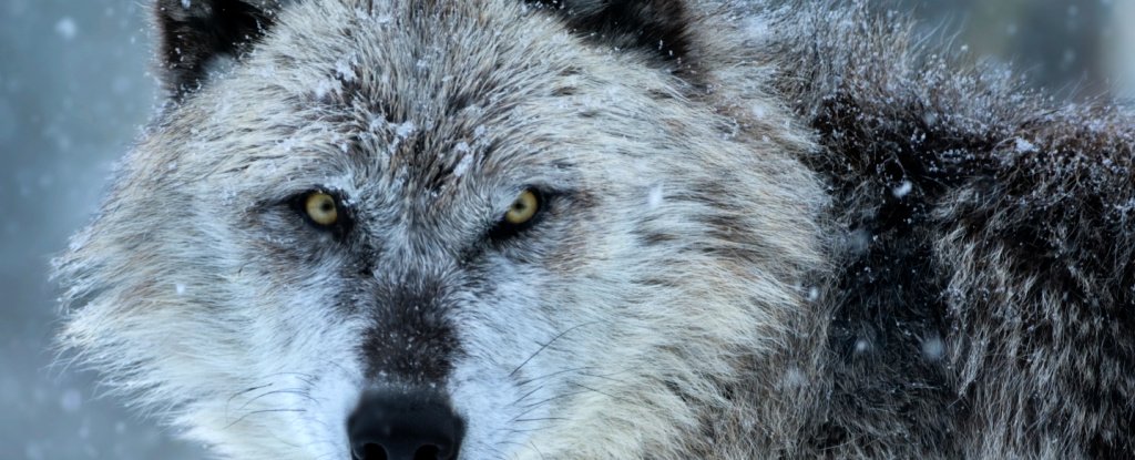 Something Strange Happens to Wolves Infected by Infamous Mind Altering Parasite ScienceAlert