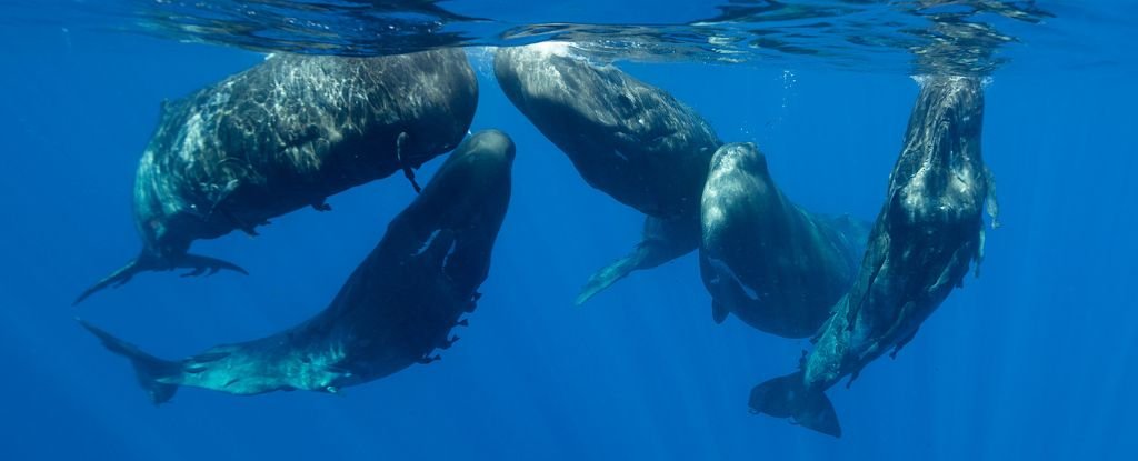 Sperm Whales Live in Huge, Distinct Clans Spread Across The Ocean : ScienceAlert
