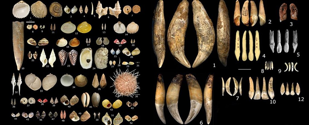 Stunning Prehistoric Jewelry Reveals 9 Hidden Societies in Ice Age Europe : ScienceAlert
