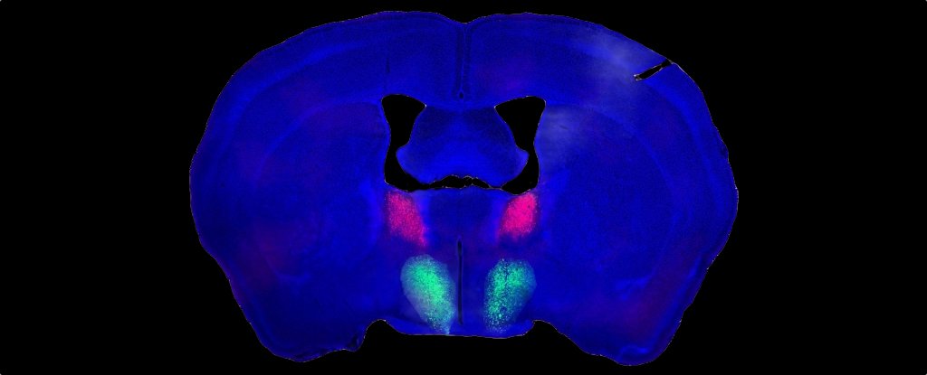 The Brain Circuit Behind Male Libido Has Been Identified in Mice ScienceAlert